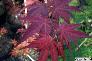 Acer palmatum 'Yezo nishiki' - mapleridgenursery